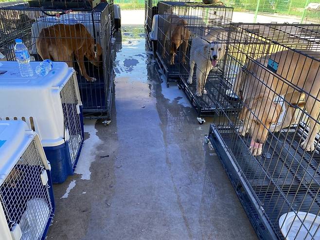 8일 저녁 개들은 임시 격리 보호처인 여주시 동물보호센터로 이동한 뒤 10일 카라 보호소에 입소했다. 카라 제공