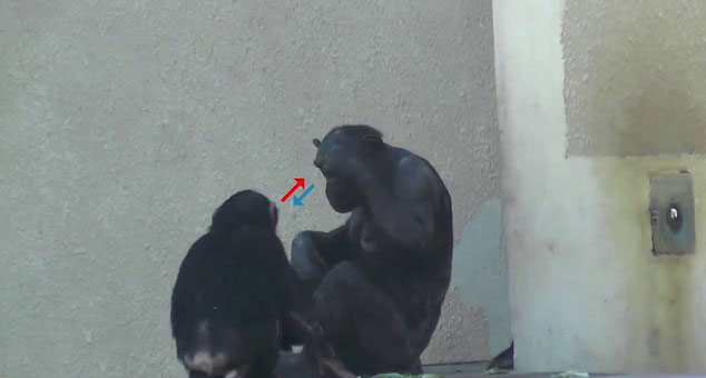 서로 시선을 고정하는 두 침팬지의 모습.
