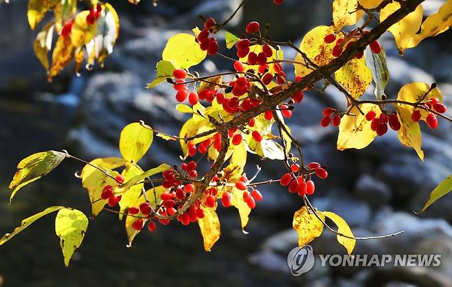 산수유 열매 [연합뉴스 자료사진]