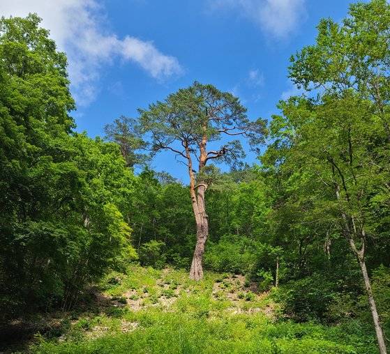 못난이 소나무. 이름과 달리 아름답다. 높이가 23m다.