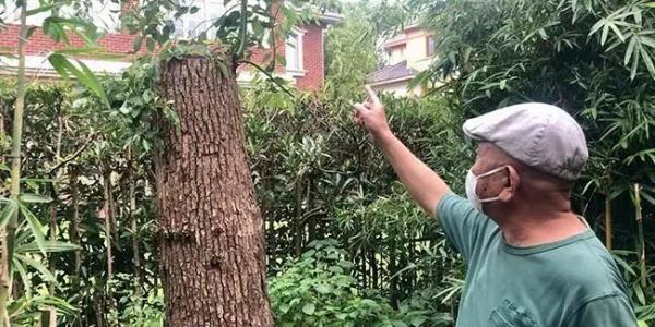 중국 상하이에 거주하는 남성(사진)이 자신이 돈을 주고 산 나무(사진)의 나뭇가지를 잘라냈다는 이유로 한화 2600만원 상당의 벌금형을 받은 사연을 공개했다.