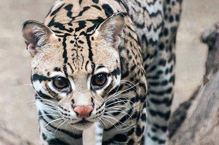 아름다운 무늬의 털가죽을 갖고 있는 오셀롯. 초롱초롱한 눈망울이 어딘가 슬퍼보이는 것 같기도 하다. /New England Franklin Park Zoo