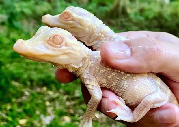 미국의 한 동물원이 알비노 악어 인공부화에 2년 연속 성공했다. 11일 현지매체 올랜도센티널은 플로리다주 올랜도시 소재 ‘와일드 플로리다’가 알비노 악어 인공부화를 또 한 번 성공시켰다고 보도했다.