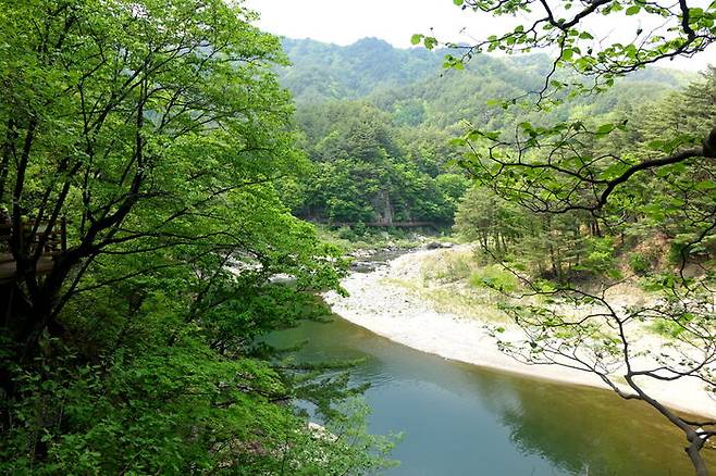 숲의 그늘 저 편 강이 있다. 낙동강이다.