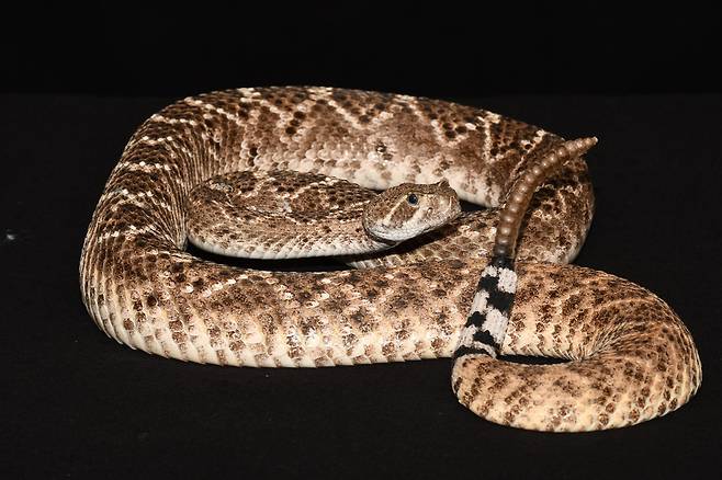 서부다이아몬드방울뱀  [Tobias Kohl 제공/ 재판매 및 DB 금지]