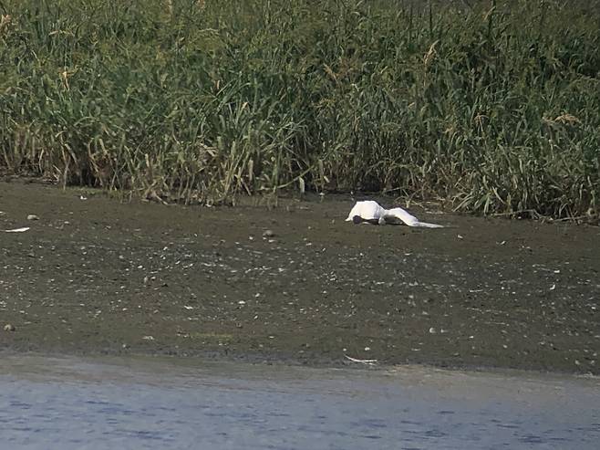지난 16일 저어새 보호단체에서 발견한 저어새의 사체. [사진 저어새와친구들]