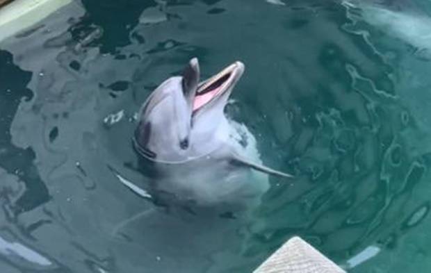 틸리쿰에서 카일라, 아마야로 이어지는 씨월드 범고래 수난사는 얼마 전 제주 고래체험시설 ‘마린파크’에서 숨을 거둔 ‘화순이’를 연상시킨다./핫핑크돌핀스 제공