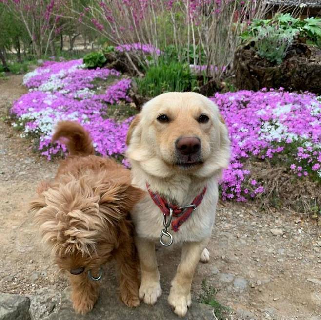 인스타그램@sangol_choga