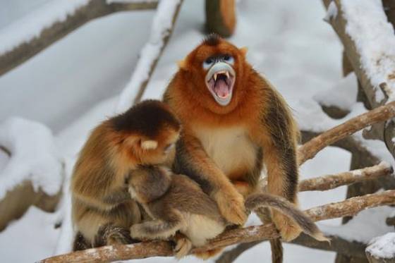 수컷은 송곳니가 길며 암컷보다 몸집이 훨씬 크다. 가을 겨울에는 어깨와 등의 털이 길고 황금색을 띈다. [사진 에버랜드동물원 제공]