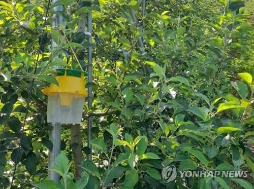 매미나방 포획용 페로몬트랩 [연합뉴스 자료사진]