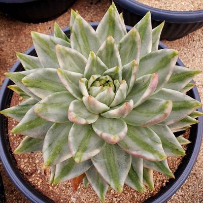 약 1000만원에 판매되는 엘크혼금. [사진 = 김승한 기자]