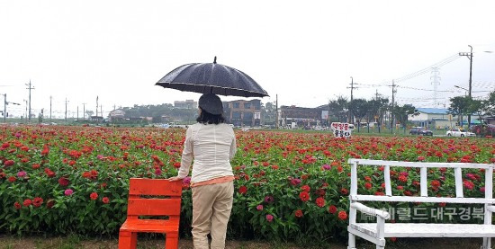 제전비행장을 찾은 한 관광객이 활짝핀 백일홍에 빠져 있다(독자 제공)