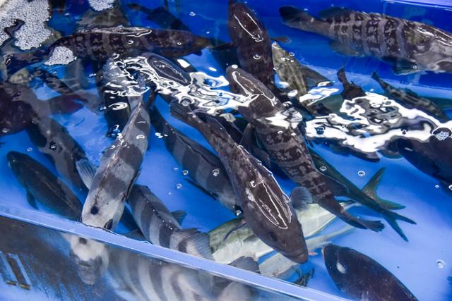 부산 수영구 민락회타운 수조 속의 물고기들. 라이브스튜디오