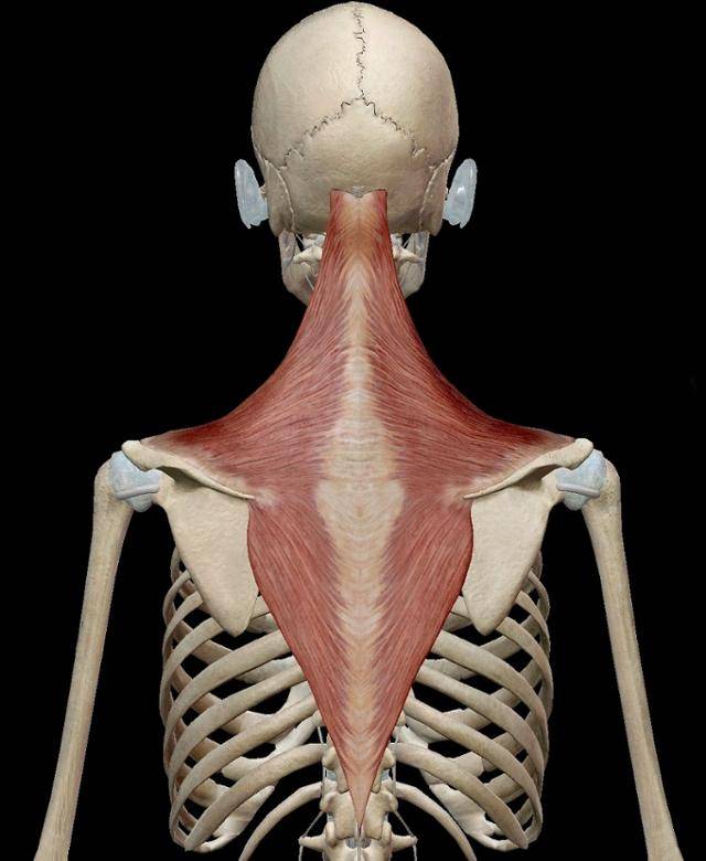 승모근. 비지블 보디(VIsible body)