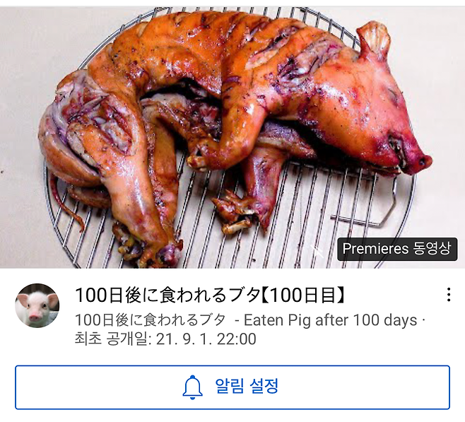 유튜브 ‘100일 후에 먹히는 돼지’ 채널의 100일째 되는 9월 1일 올라온 예고 영상. 돼지 통구이 이미지가 썸네일로 올라왔다. 다만 이날 오후 3시 현재까지 영상이 공개되지 않아 실제 잡아먹는지 여부는 확인되지 않았다.