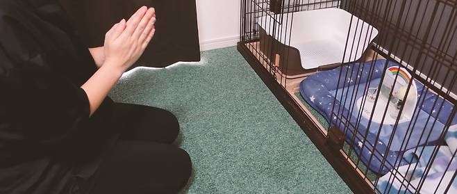 유튜브 ‘100일 후에 먹히는 돼지’ 100번째 영상