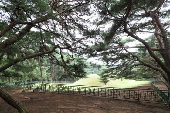 왕릉 주변에 있는 소나무들이 왕을 향해 경배하듯 왕릉 쪽으로 기울어져 있다.