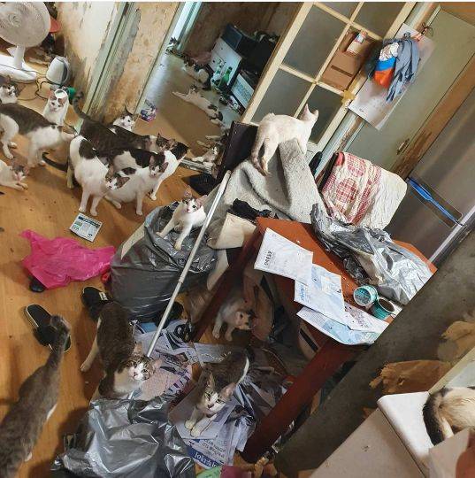 동물구조 단체 '따뜻한 공존'과 성남시가 14평에 모여 살던 고양이 70마리를 구조했다./사진=따뜻한 공존 제공