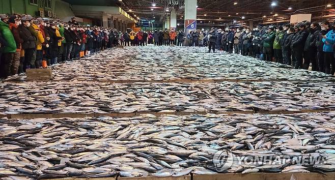 부산공동어시장 2021년 새해 첫 고등어 경매 [연합뉴스 자료사진]
