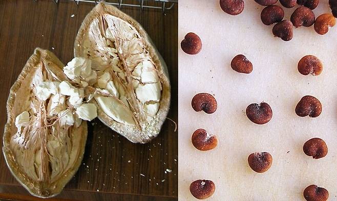 아프리카 바오바브나무의 열매(왼쪽)와 씨앗. 위키미디어 코먼스 제공