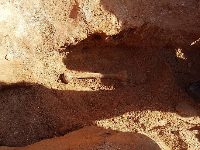 The photo shows a bone found at the site in Wanju where the remains of three Korean Catholic martyrs were recovered in March. (Diocese of Jeonju)