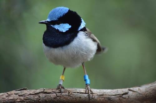 남호주 애들레이드 인근에 서식하는 요정굴뚝새(Superb fairy-wren) [A Katsis, Flinders University 제공. 재판매 및 DB 금지]