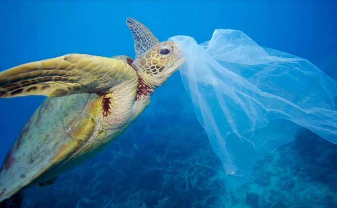 2019년 발생한 플라스틱의 해양오염 비용만 3.1조달러(3565조원)에 이르는 것으로 추산됐다. WWF 제공