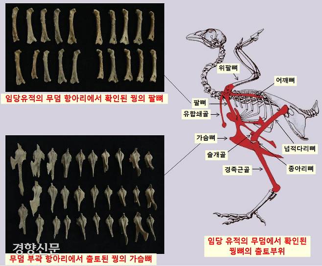 임당유적에서 5세기 초반에 축조된 한 무덤의 부곽에서 꿩 70마리분을 담은 항아리가 확인됐다. 특이하게도 살이 많은 부위만 선별해서 부장했다.|영남대박물관 제공