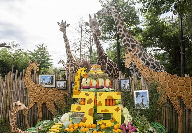 “할머니 생신 축하드려요” 세계 최다산이라는 공식 기록을 갖고 있는 기린 장순의 생일잔치