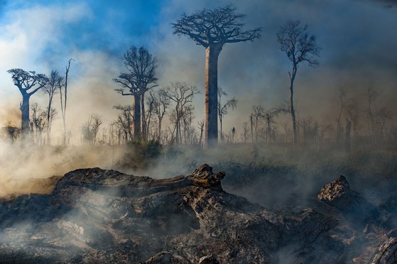 마다가스카르에서 화전 농업을 위해 발생한 화재로 바오밥 나무 숲이 불타고 있다. 넷플릭스