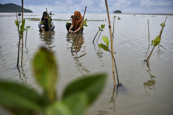 지난해 11월 인도네시아 아체주 페칸바다 해변에서 학생들이 맹그로브 나무 심기 활동에 참여하고 있다. AFP=연합뉴스(사진제공: CHAIDEER MAHYUDDIN)