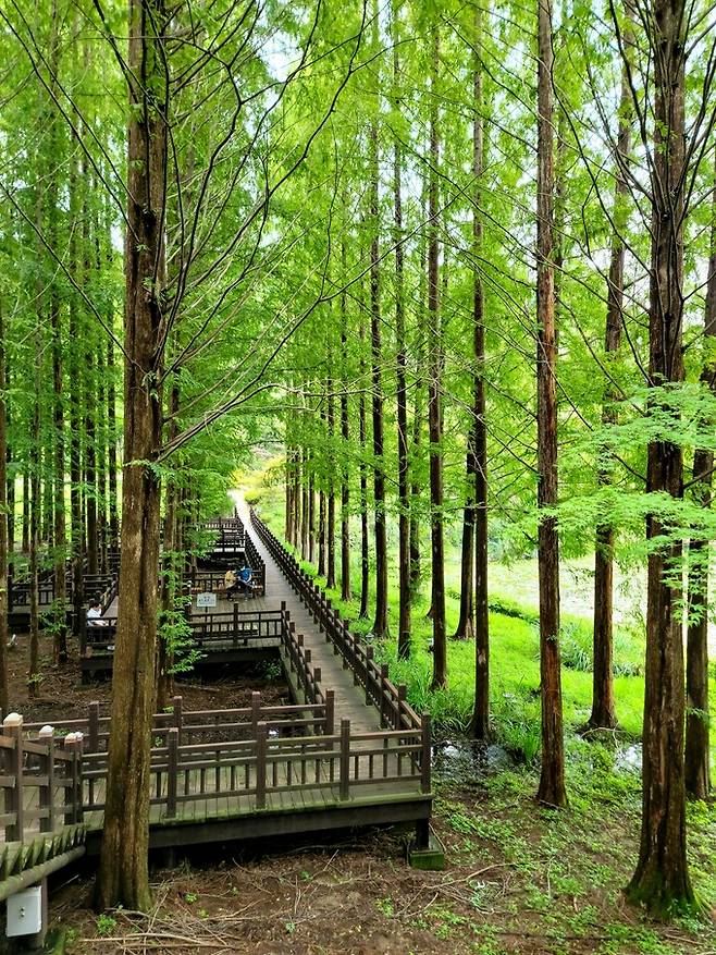 메타세쿼이아 길