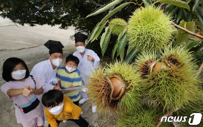 아침 저녁으로 선선한 초가을 날씨가 이어지고 있는 9일 충남 논산 양지서당에서 유복엽 큰훈장이 학생들과 탐스럽게 여문 밤을 따고 있다. 2021.9.9/뉴스1 © News1 김기태 기자