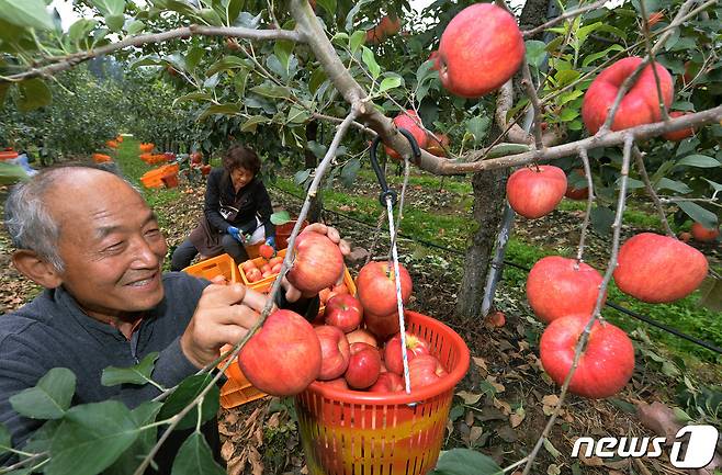충북 청주시 미원면 농가의 사과 수확 모습.(충북도 제공)© 뉴스1
