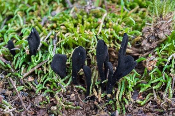 검은마귀숟갈버섯. 심민수 /사진=울산생명의숲 제공