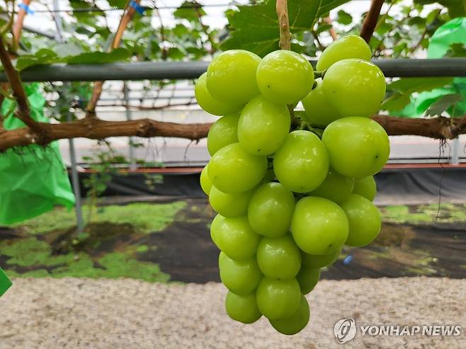 제주서 생산된 샤인머스켓 [제주도농업기술원 제공. 재판매 및 DB 금지]