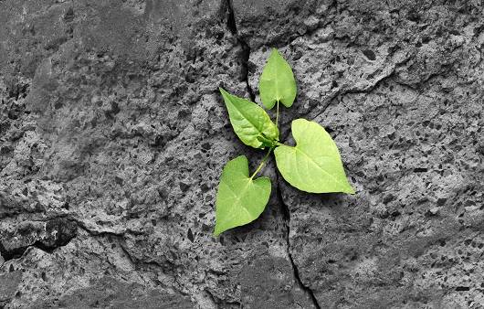 인류는 환경 파괴에 의한 기후변화를 경험하고 있다