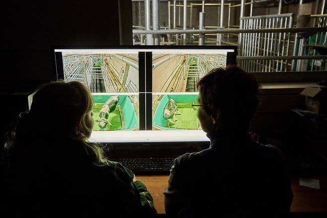 배변훈련을 받는 송아지들의 행동을 연구자들이 모니터를 통해 관찰하고 있다. 독일 농장동물 생물학 연구소(FBN) 제공.