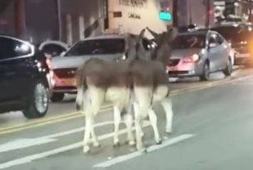 학동역사거리에 나타난 당나귀 2마리. 연합뉴스