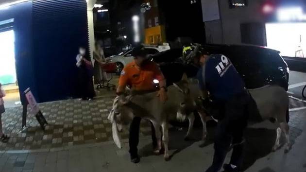 탈출한 당나귀 포획한 소방대원들/사진=강남소방서 제공