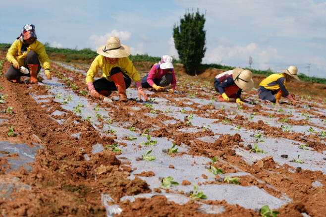 배추 주산지인 한반도 땅끝 전남 해남에서는 코로나19 대유행 이후 농가들이 일손 부족으로 어려움을 겪자 주민들이 참여하는 ‘공공일자리’ 사업을 일시 중단 농가들이 이들을 고용할 수 있도록 하고 있다. 해남군 제공 