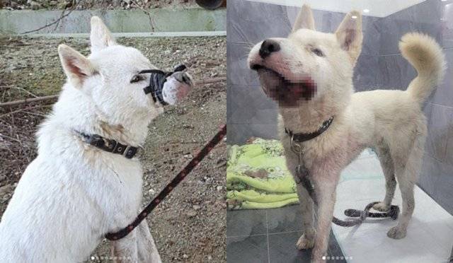 고무줄로 주둥이가 꽁꽁 묶인 채 구조된 백구. 비구협 인스타