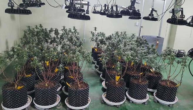 김모씨 일당이 재배하다 적발된 대마 [서울중앙지검 제공. 재판매 및 DB 금지]