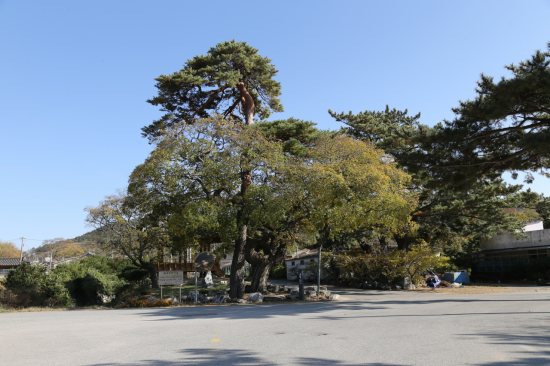 영덕 괴시리 마을 어귀에 서 있는 팽나무와 소나무 가지의 연리지.