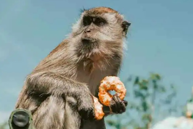 인도 원숭이 자료사진