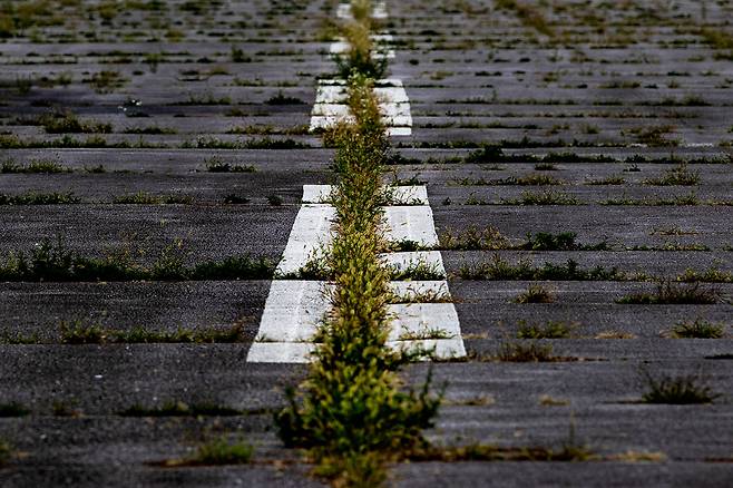 콘크리트 활주로 사이, 무성하게 자란 잡초 ⓒ시사IN 조남진