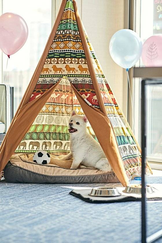 펫캉스 관련 패키지 상품을 내거는 특급호텔이 늘고 있다. 객실 안에 펫 캐리어·배편패드 등의 어메니티를 비치해 투숙객을 맞는다. 사진 포시즌스호텔 서울