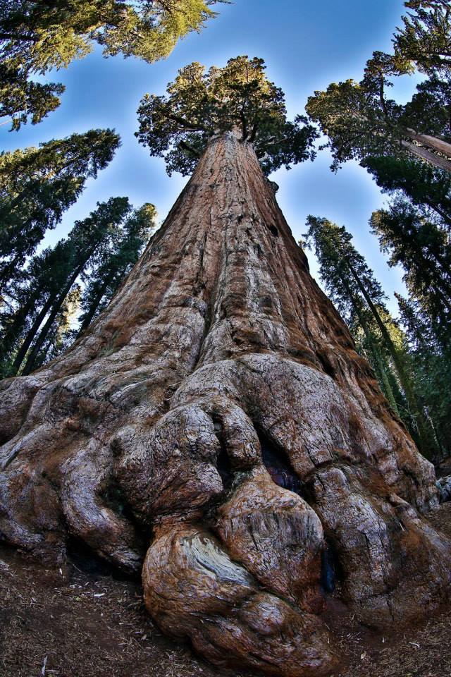 세계에서 가장 큰 나무 ‘제너럴 셔먼’ 역시 방화담요로 둘둘 말렸다. 세쿼이아국립공원의 상징과도 같은 제너럴 셔먼의 폭은 11m, 둘레는 31.3m 정도이며 무게는 1385t, 나이는 2300~2700년으로 추정된다. 부피는 1500m³로 올림픽 규격 수영장 60%를 채울 수 있을 정도다. 단일 지구 생명체 중에서는 덩치가 가장 크다./세쿼이아국립공원 제공