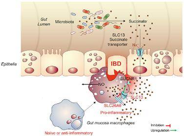 세포로의 숙신산 유입경로와 대장 염증 악화 과정 모식도 - 세브란스병원 제공