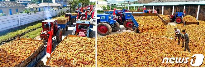 (평양 노동신문=뉴스1) = 북한 노동당 기관지 노동신문은 18일 "역량을 집중하여 잘 익은 곡식을 제때에＂ 수확하자고 촉구했다. 신문은 황주군의 농촌들에서 강냉이 가을걷이가 한창이라고 전했다. [국내에서만 사용가능. 재배포 금지. DB 금지. For Use Only in the Republic of Korea. Redistribution Prohibited] rodongphoto@news1.kr